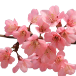 frame-harirak-s0y0Tb7a60Y-unsplash-removebg-preview